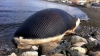 Au găsit o balenă moartă pe o plajă, iar înainte să o ardă au decis să o taie. Ce au găsit în interior (VIDEO)
