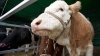 Familia unei femei ucise de o vacă pe o pășune cere daune de 360.000 de euro