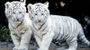 Patru pui de tigru bengalez vor fi prezentați publicului de un centru zoologic din El Salvador
