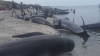 DEZASTRU NATURAL! Sute de balene au murit pe o plajă din Noua Zeelandă