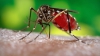 ANUNŢ DEVASTATOR despre virusul Zika! Ce NU se va întâmpla până în 2020