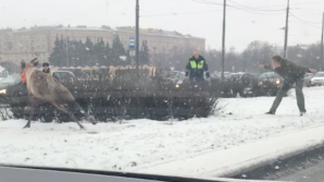 Un "infractor" neobişnuit a pus pe jar poliţia din orașul Sankt Petersburg (VIDEO)