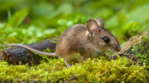 Dezactivarea unui receptor neural duce la pierderea memoriei fricii la şoareci