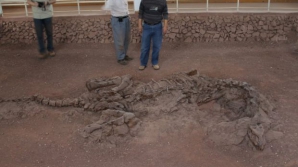 Cercetătorii au rămas UIMIŢI! Ce au descoperit în fosila unui dinozaur