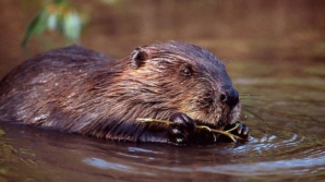 DE NECREZUT! Care este cel mai NEOBIŞNUIT dig în calea inundaţiilor