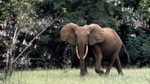 Populațiile de elefanți de pădure din Africa centrală, reduse cu aproape 80% de braconieri