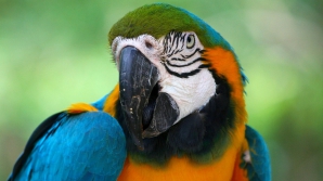 Un papagal din SUA, pasionat de filmele de groază. Care este pelicula preferată a păsării (VIDEO)