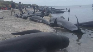 DEZASTRU NATURAL! Sute de balene au murit pe o plajă din Noua Zeelandă