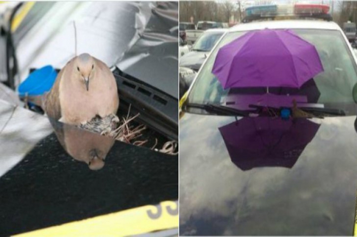 De-a dreptul INCREDIBIL! Motivul pentru care polițiștii de patrulare au pus o umbrelă pe parbrizul maşinii (FOTO)