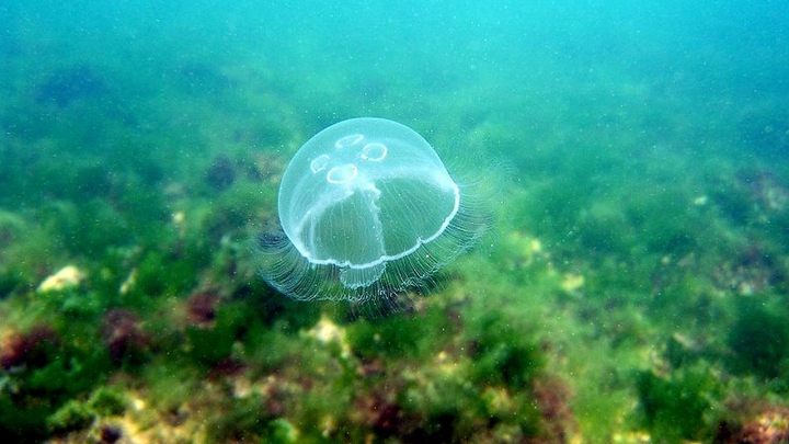 SURPRIZĂ! Au fost descoperiţi poluanţi extrem de toxici în cea mai adâncă zonă din ocean, Groapa Marianelor