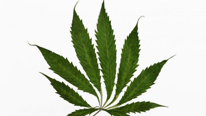 Parlamentul olandez LEGALIZEAZĂ cultivarea marijuanei