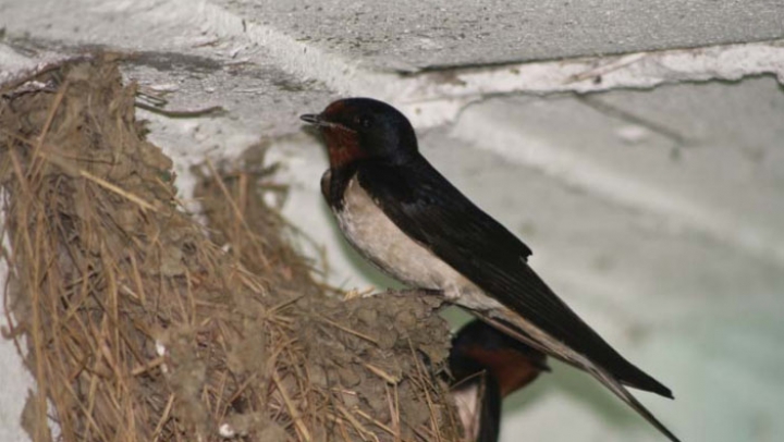 SUPERSTIŢII: ce mesaje ascunse transmit păsările. De ce nu este bine să strici cuibul