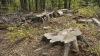 Pădurea din Micăuţi, tăiată FĂRĂ MILĂ! Câte hectare de arbori au fost defrişate