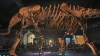 Bătrânul dinozaur Zarafasaura Oceanis nu va mai fi vândut la licitaţie. Care este MOTIVUL