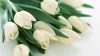 #LifeStyle: Recomandări pentru a alege buchetul de flori perfect pentru fiinţele dragi