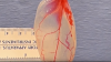 UIMITOR! O frunză de spanac a fost transformată în țesut cardiac funcțional. CUM e posibil (VIDEO)