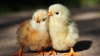Primii pui de găină şi bobocii au ajuns în pieţele avicole din ţară. Care sunt preţurile