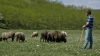 Mioriţa din Moldova. Un cioban din Cahul a fost omorât în 2004. Criminalul a povestit totul acum