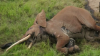 Kenya: Unul dintre cei mai bătrâni elefanți din Africa, UCIS de braconieri