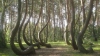 MISTERUL "pădurii îndoite". De ce au crescut copacii cu o formă aşa ciudată