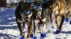 Alaska: A început cursa de sănii trase de câini, "Iditarod"