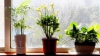 Cinci plante de interior magice care atrag dragostea, bucuria și prosperitatea