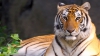 DESCOPERIRE SURPRINZĂTOARE: O zonă a Thailandei adăpostește o populație de tigri dintr-o specie rară