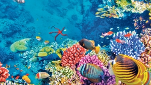Marea Barieră de Corali, în mare PERICOL! Explicaţia specialiştilor