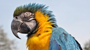 Papagali dependenți de droguri. Fenomenul face ravagii în India. Ce pericol prezintă păsările (VIDEO)