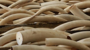 Contrabandă de milioane de dolari. Poliţia a descoperit coarne de rinocer aduse din Etiopia