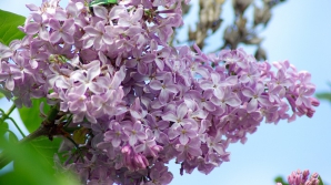 LILIACUL, floarea primăverii. Remediu naturist care vindecă o mulţime de boli