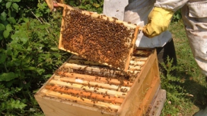 Un contabil şi un designer au lansat o afacere de succes cu ajutorul AOAM