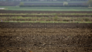 Agricultorii păgubaşi în urma intemperiilor din aprilie pot depune cererile pentru a primi ajutor financiar