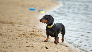 Centru SPA pentru animalele de companie. Unde se află și care sunt prețurile