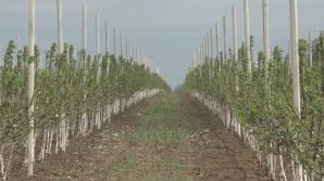 Noi granturi pentru fermieri. Cum poţi câştiga până la 20.000 de dolari