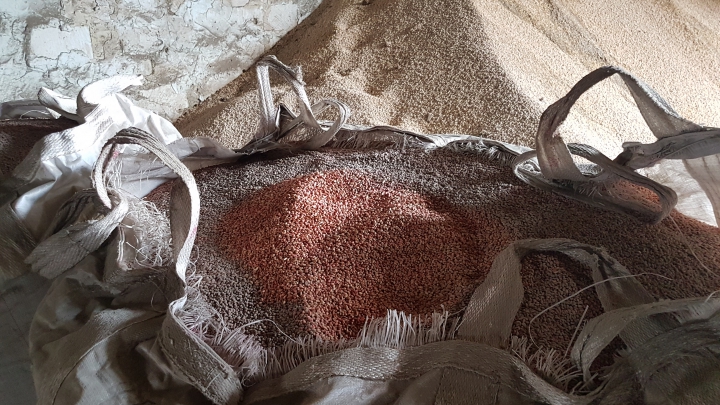 AVERTISMENTUL Ministerului Agriculturii: Fiți atenți când cumpărați semințe de porumb (FOTO)