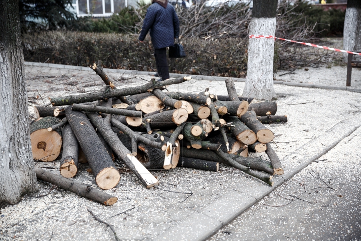 Copaci tăiaţi în Capitală. Cum sunt selectaţi arborii care vor fi defrişaţi (FOTOREPORT)