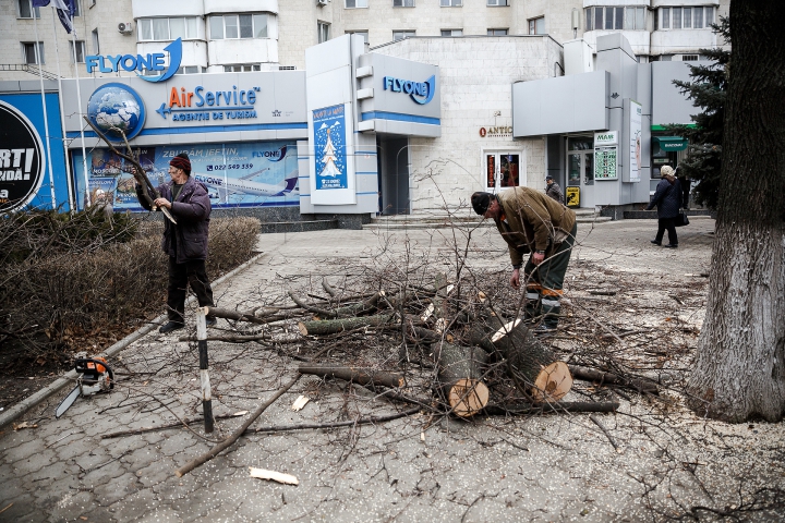 Copaci tăiaţi în Capitală. Cum sunt selectaţi arborii care vor fi defrişaţi (FOTOREPORT)