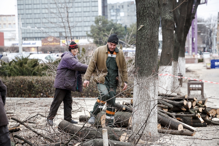 Copaci tăiaţi în Capitală. Cum sunt selectaţi arborii care vor fi defrişaţi (FOTOREPORT)