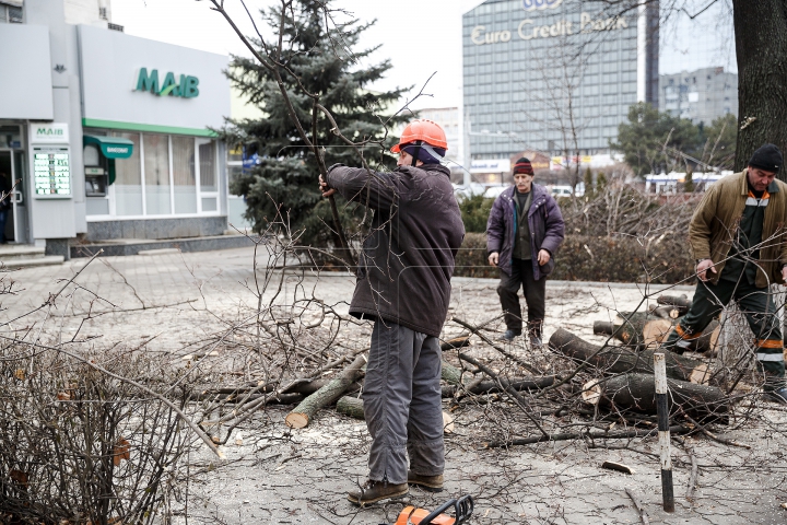 Copaci tăiaţi în Capitală. Cum sunt selectaţi arborii care vor fi defrişaţi (FOTOREPORT)