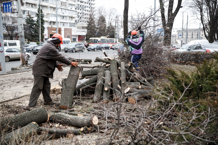 Copaci tăiaţi în Capitală. Cum sunt selectaţi arborii care vor fi defrişaţi (FOTOREPORT)