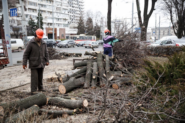 Copaci tăiaţi în Capitală. Cum sunt selectaţi arborii care vor fi defrişaţi (FOTOREPORT)