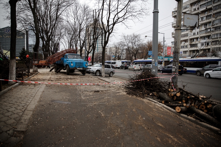 Copaci tăiaţi în Capitală. Cum sunt selectaţi arborii care vor fi defrişaţi (FOTOREPORT)