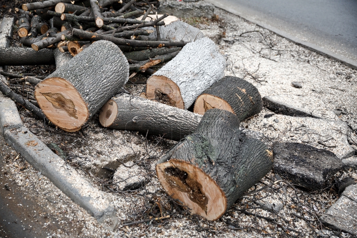 Copaci tăiaţi în Capitală. Cum sunt selectaţi arborii care vor fi defrişaţi (FOTOREPORT)