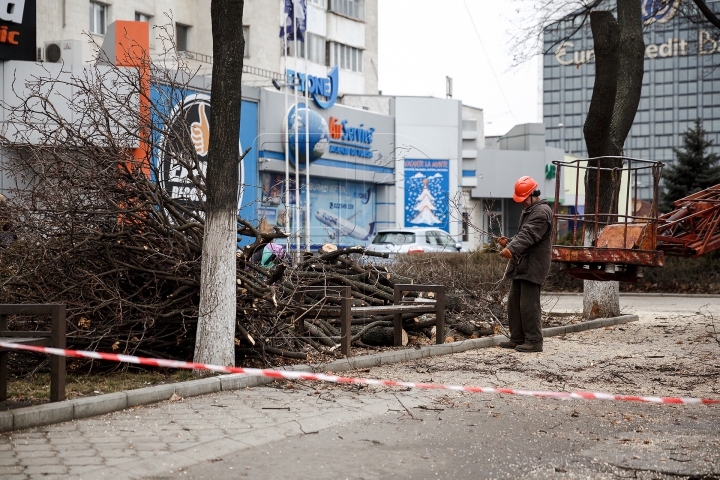 Copaci tăiaţi în Capitală. Cum sunt selectaţi arborii care vor fi defrişaţi (FOTOREPORT)