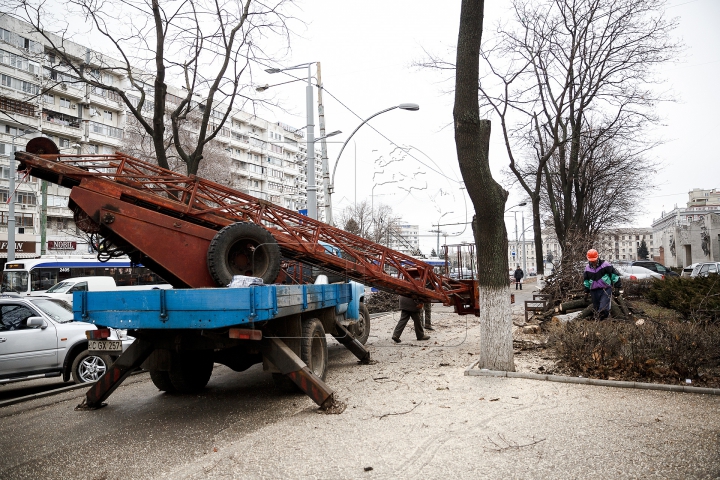 Copaci tăiaţi în Capitală. Cum sunt selectaţi arborii care vor fi defrişaţi (FOTOREPORT)