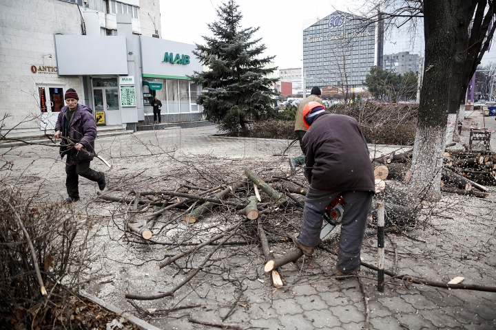 Copaci tăiaţi în Capitală. Cum sunt selectaţi arborii care vor fi defrişaţi (FOTOREPORT)