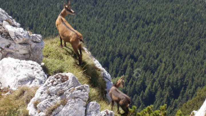 Previziune sumbră pentru fauna de pe Pământ. Cum va arăta planeta în anul 2100