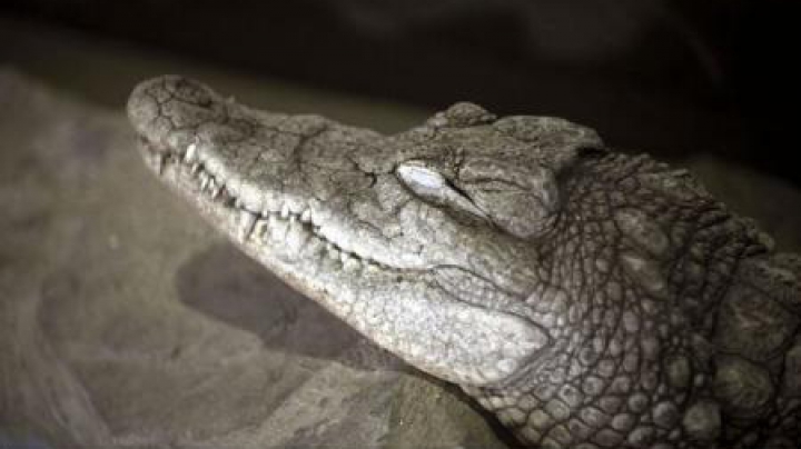 CRUZIME FĂRĂ MARGINI! Un crocodil de la un parc zoo a fost omorât cu pietre de vizitatori