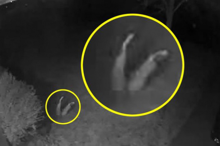 O femeie se teme să mai iasă în curte, după ce s-a uitat pe imaginile de pe camera de supraveghere (FOTO)